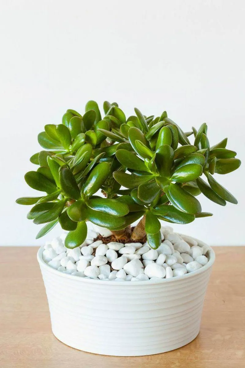 Jade Plant (Crassula Ovata)