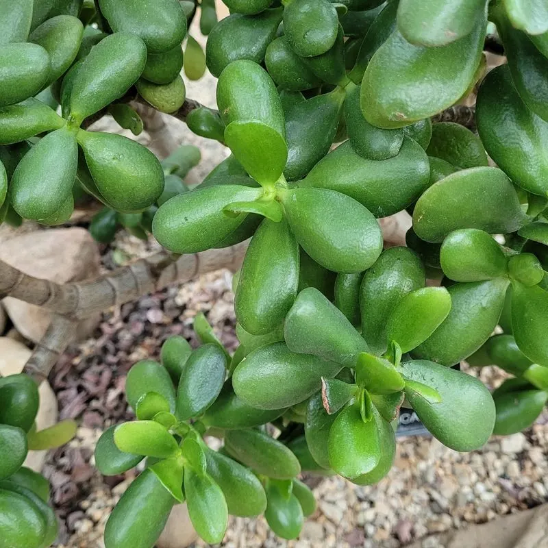 Jade Plant