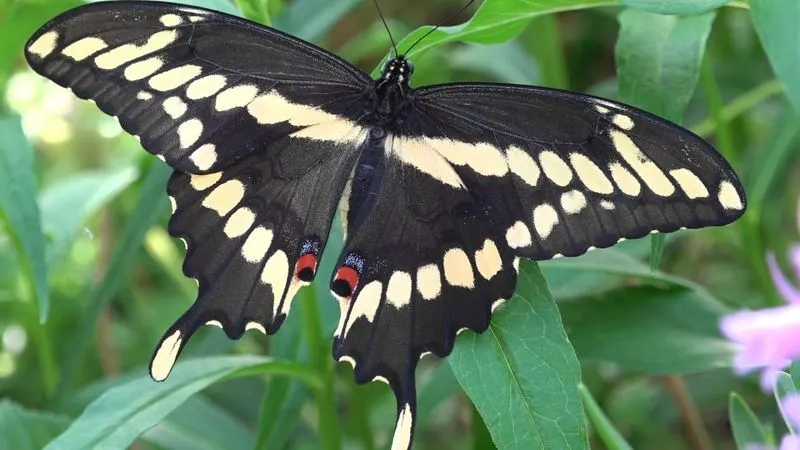 Jamaican Giant Swallowtail