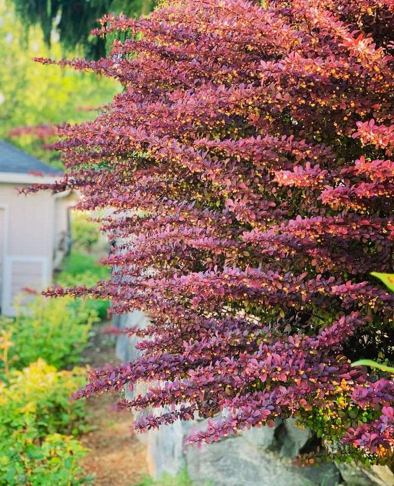 Japanese Barberry