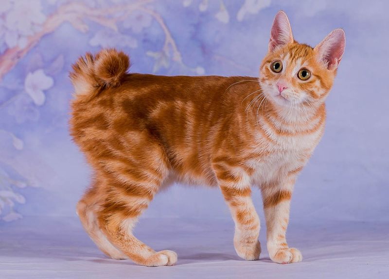 Japanese Bobtail