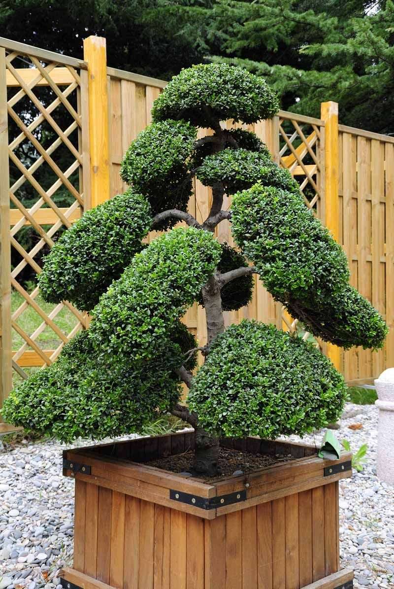 Japanese Holly