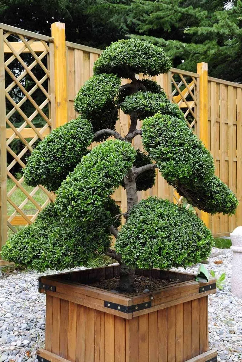 Japanese Holly