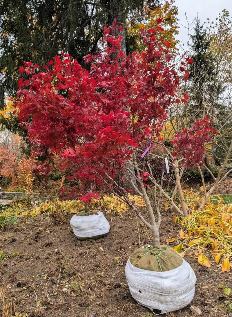 Japanese Maple