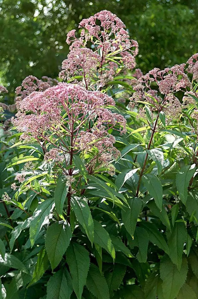 Joe Pye Weed