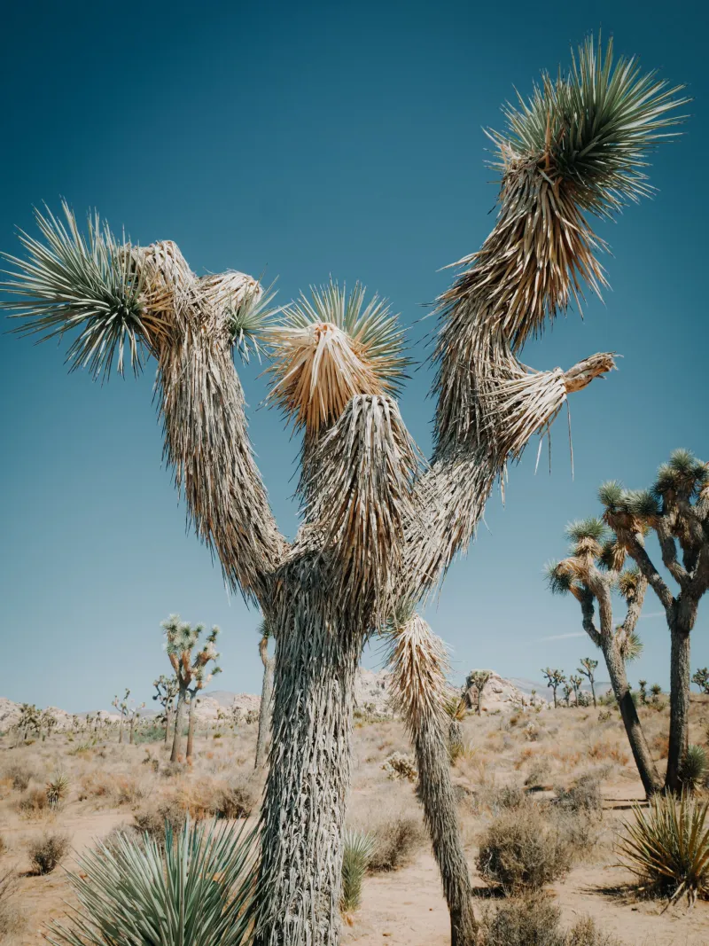 Joshua Tree