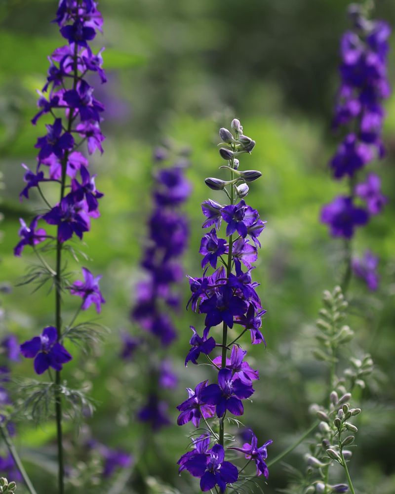 July - Larkspur