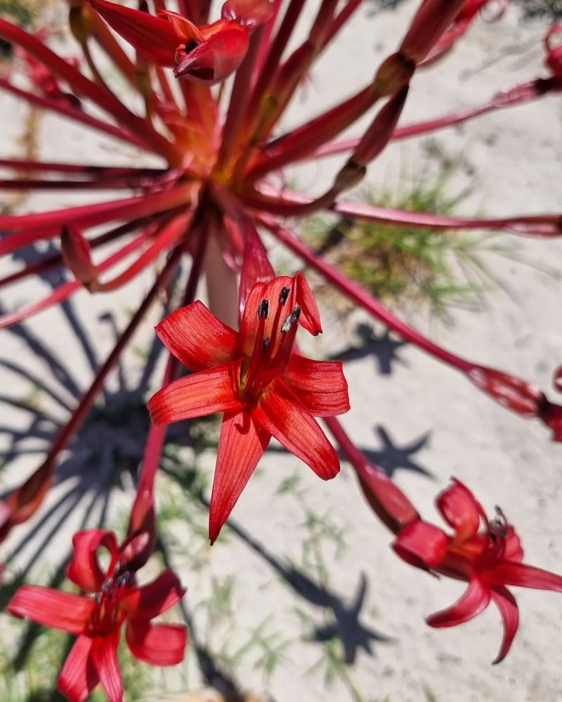 Karoo Lily (Brunsvigia bosmaniae)