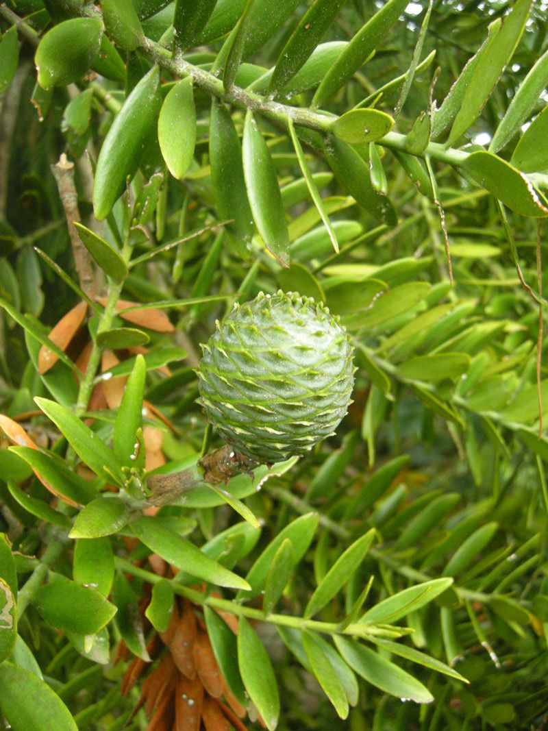 Kauri Tree