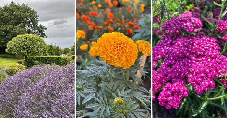 Keep Deer From Eating Your Garden With These 10 Strategic Plant Picks