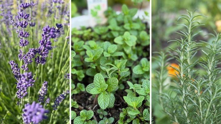 Keep Spiders Out with These 11 Beautifully Scented Plants That Work Wonders