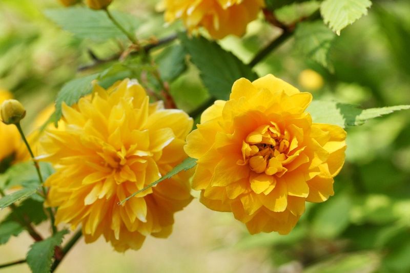 Kerria Japonica