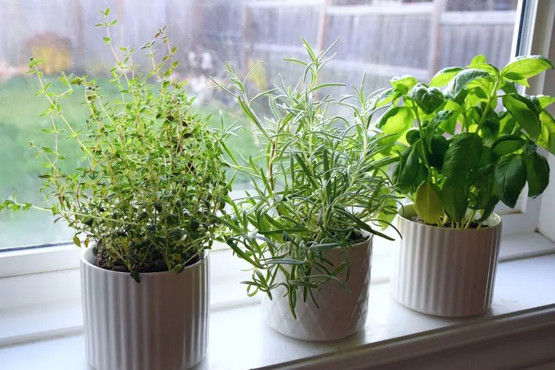 Kitchen: Herbs and Spider Plant