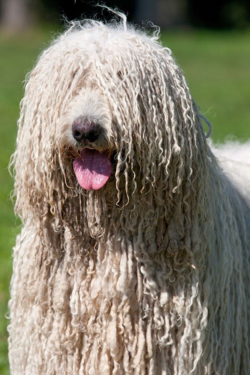 Komondor