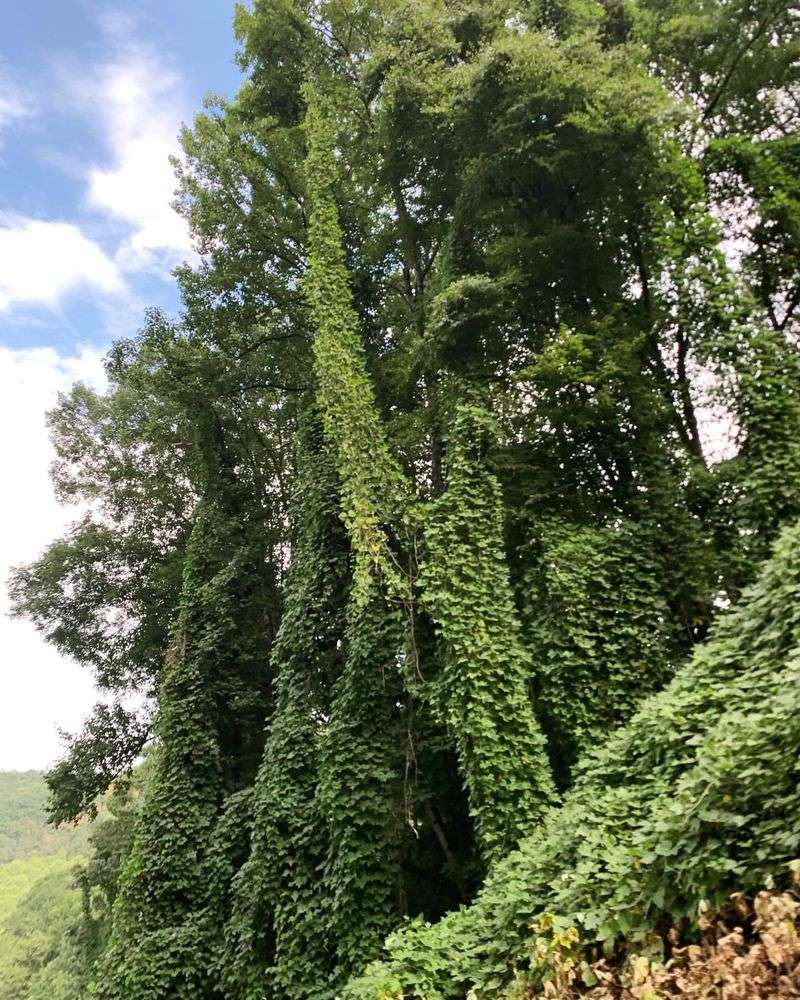 Kudzu