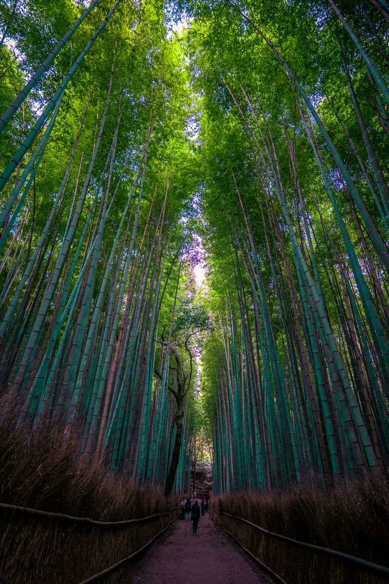 Kyoto, Japan