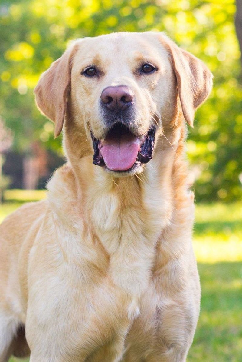 Labrador Retriever