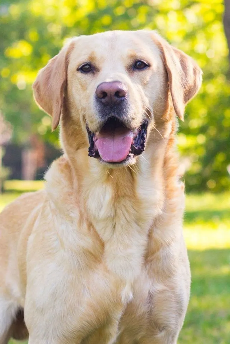 Labrador Retriever