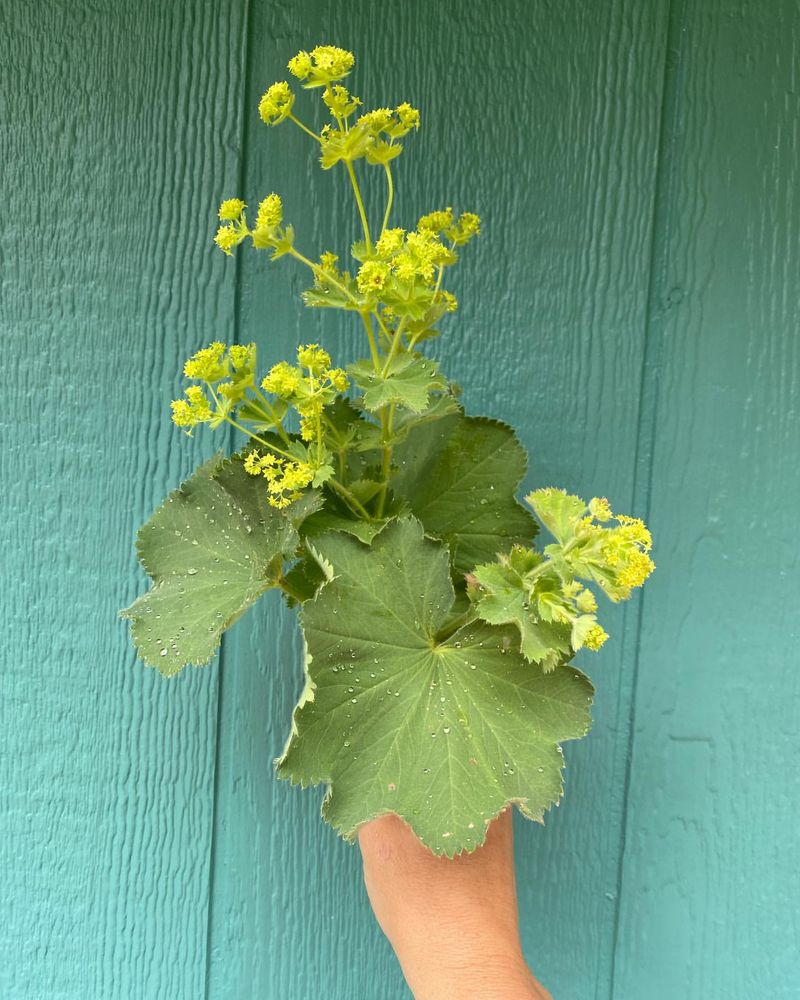 Lady's Mantle