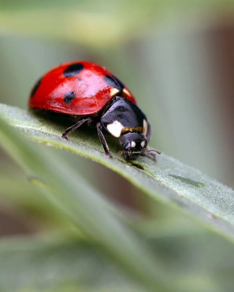 Ladybugs and Luck