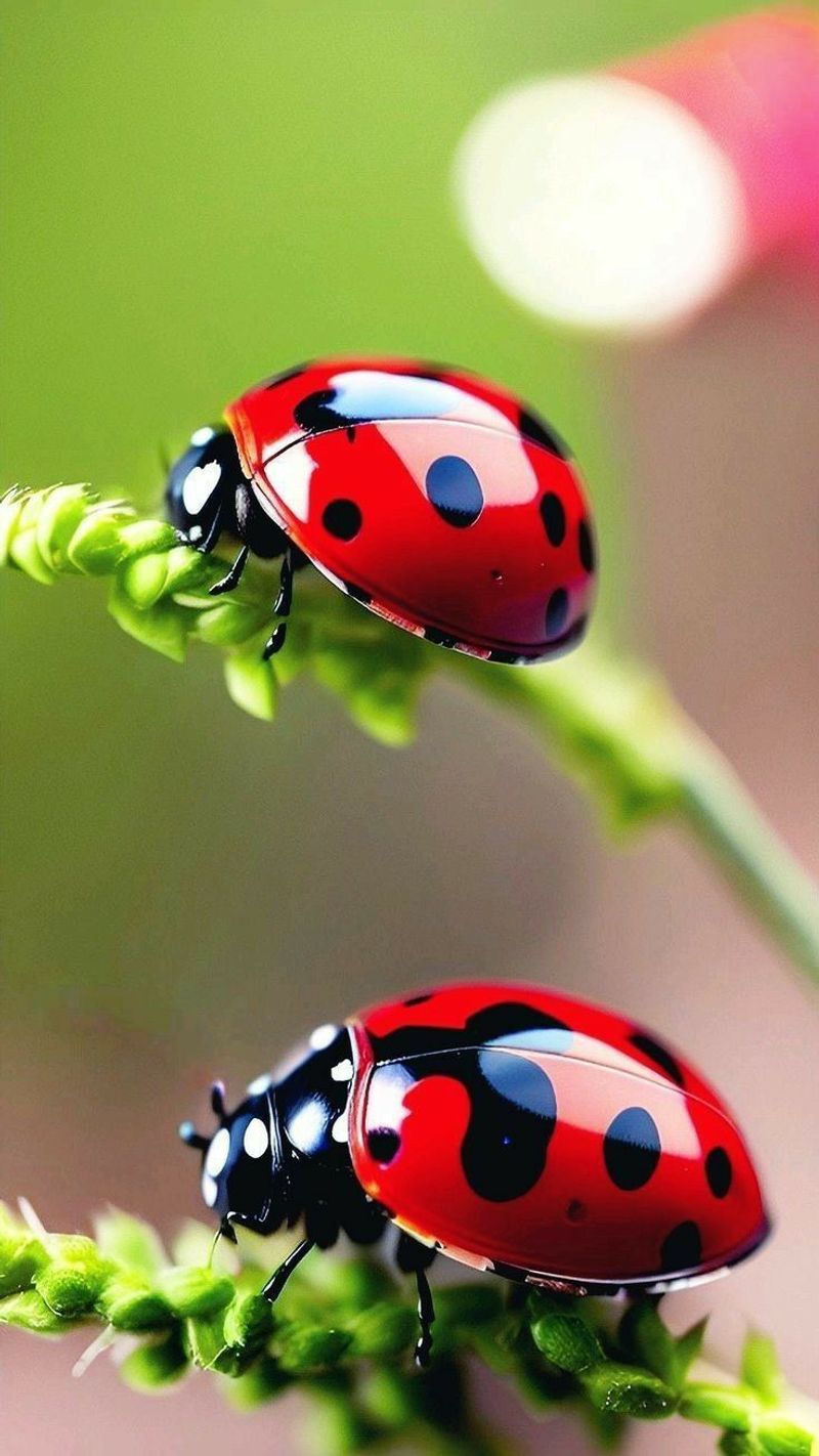 Ladybugs