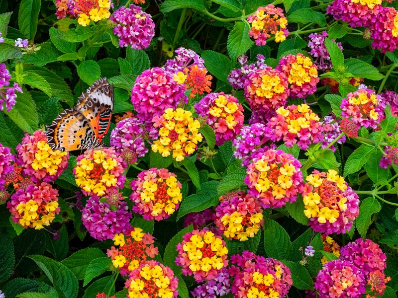 Lantana