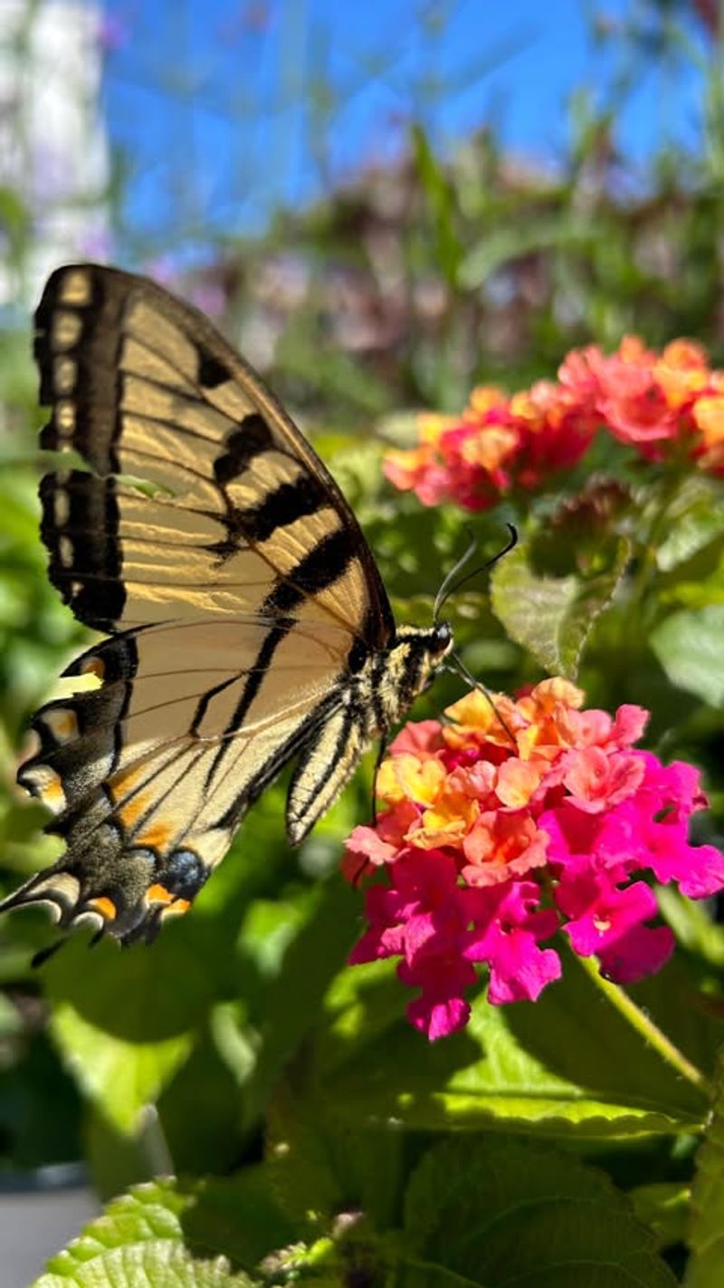 Lantana