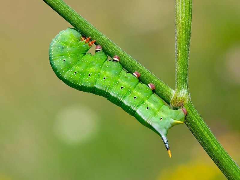 Larval Host Plants