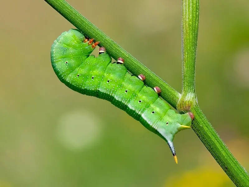 Larval Host Plants