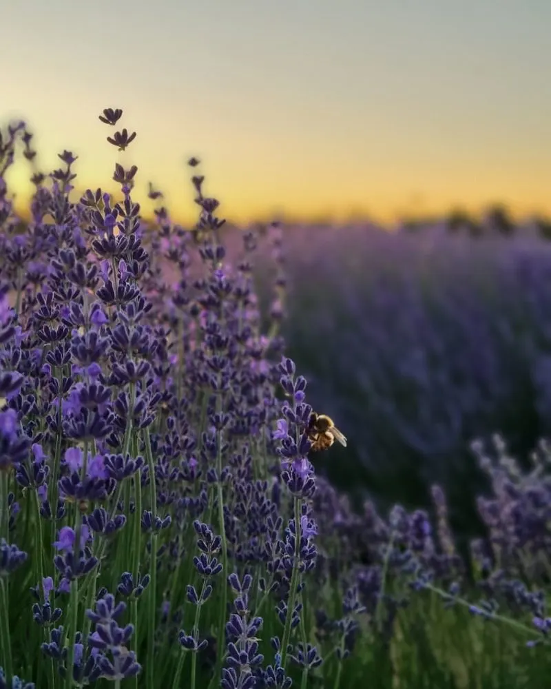 Lavender