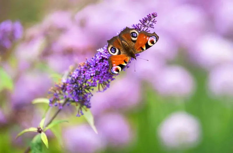 Lavender