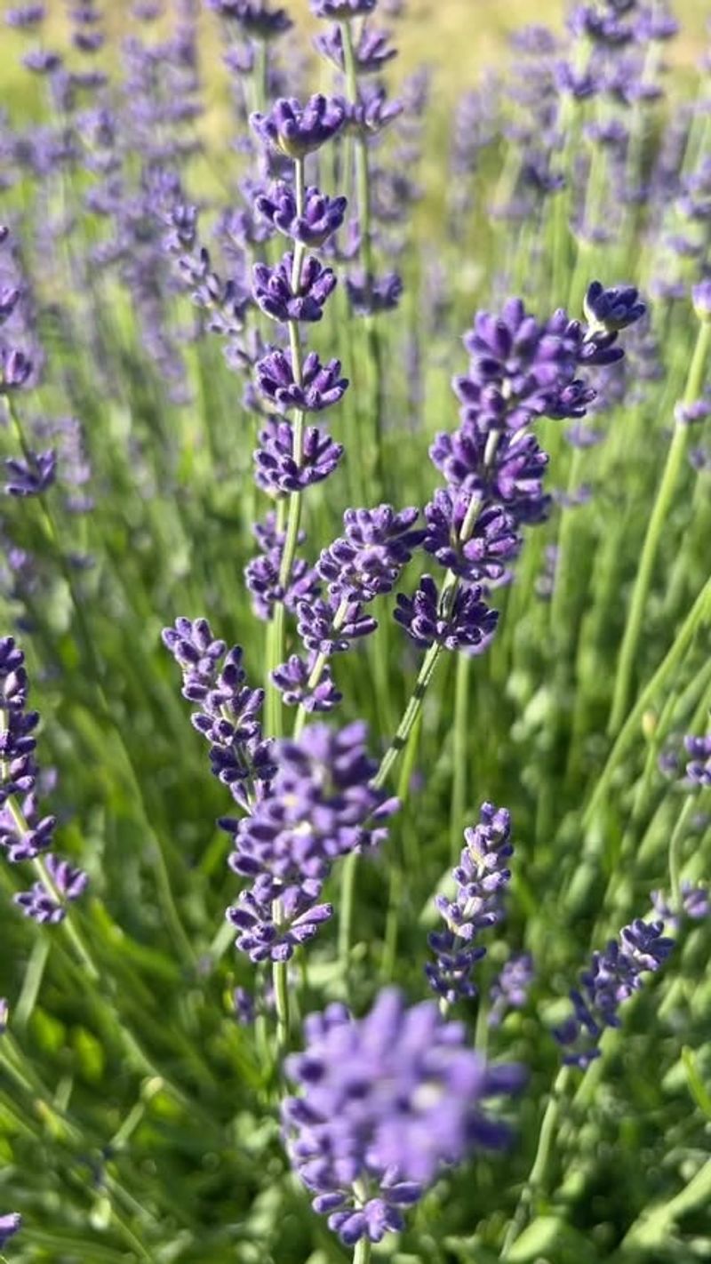 Lavender