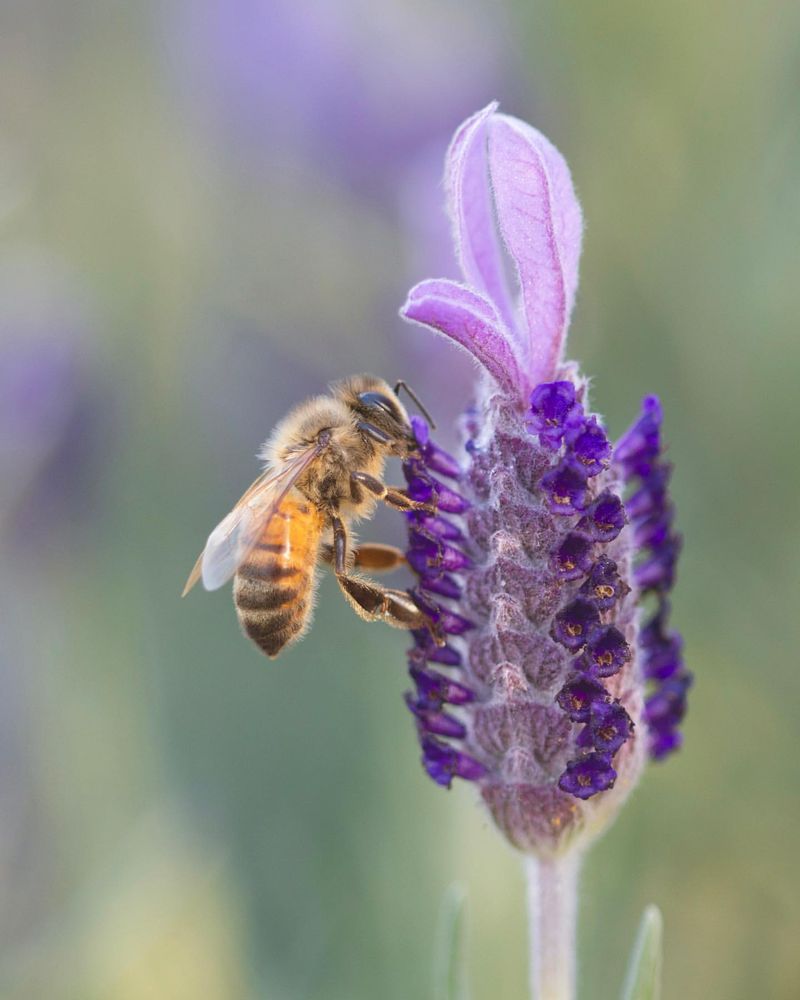 Lavender