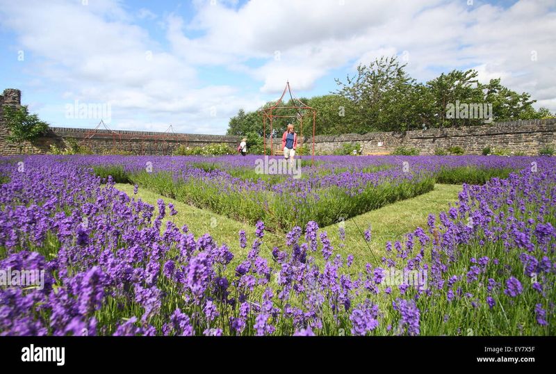 Lavender Labyrinth