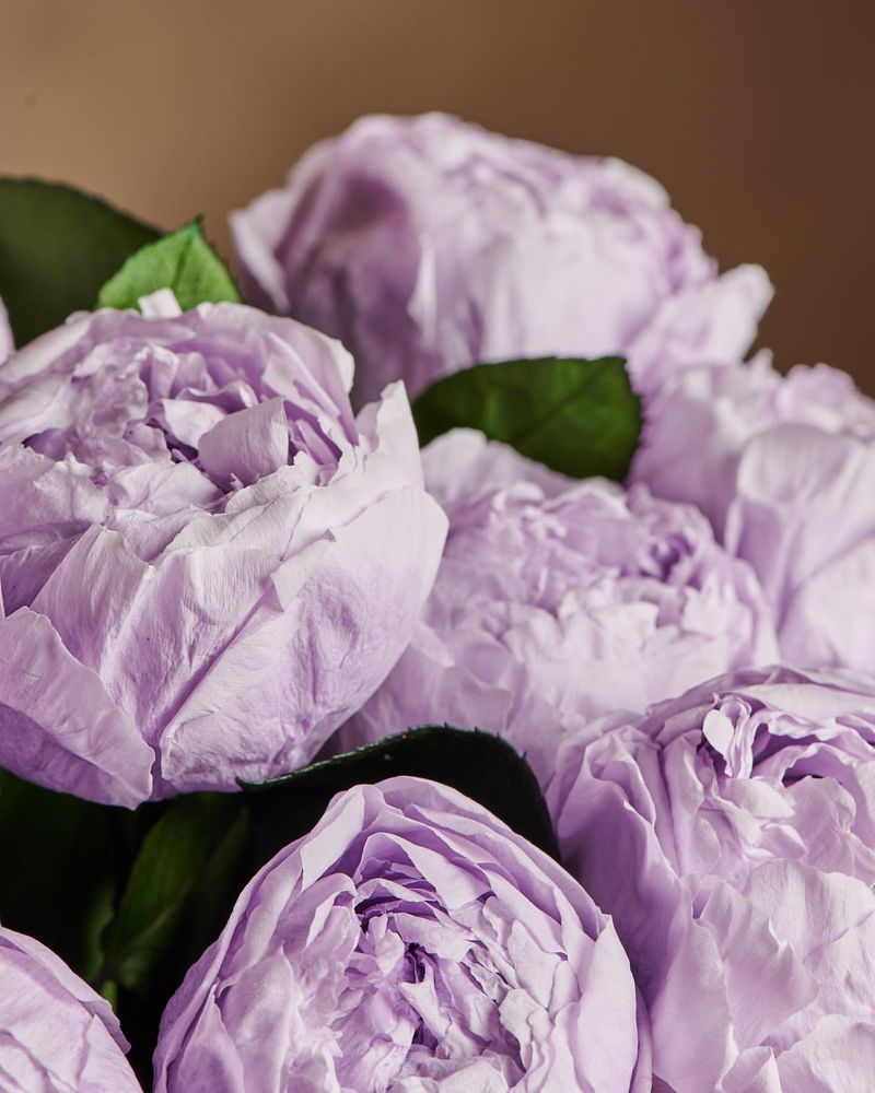 Lavender Peony