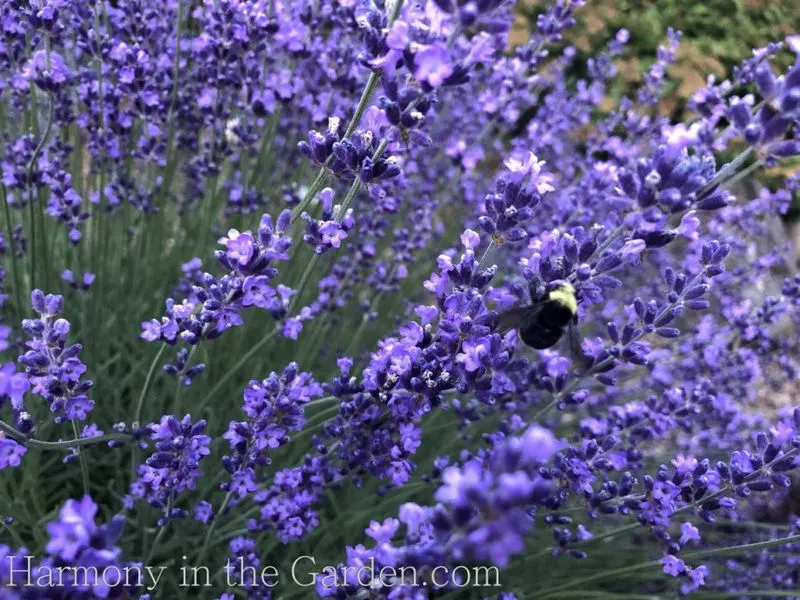 Lavender and Rose