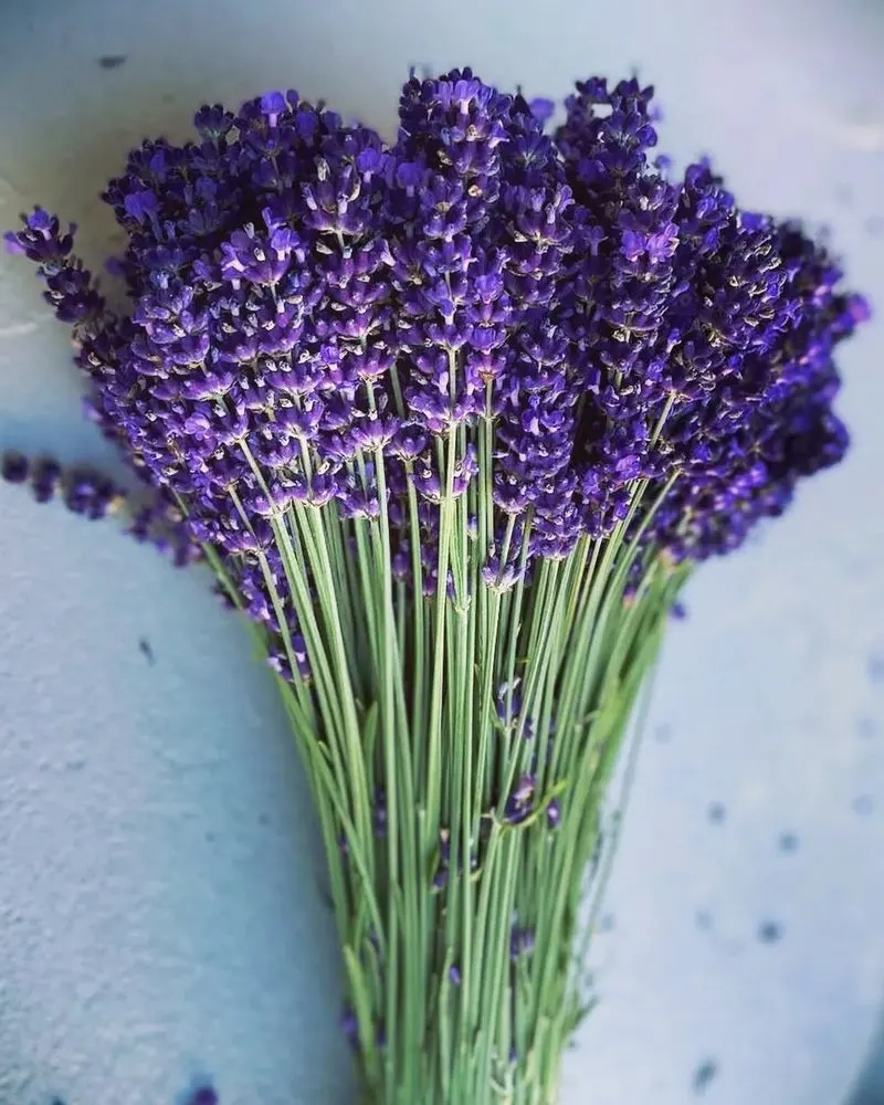 Lavender