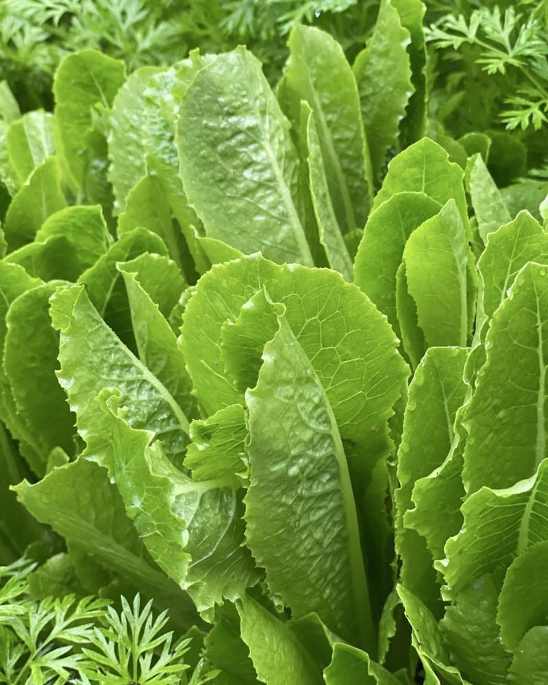 Leaf Lettuce