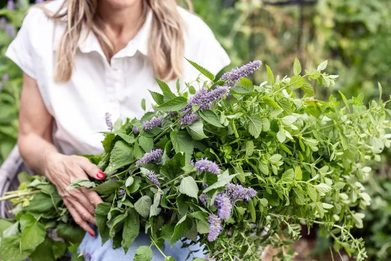 Lemon Balm