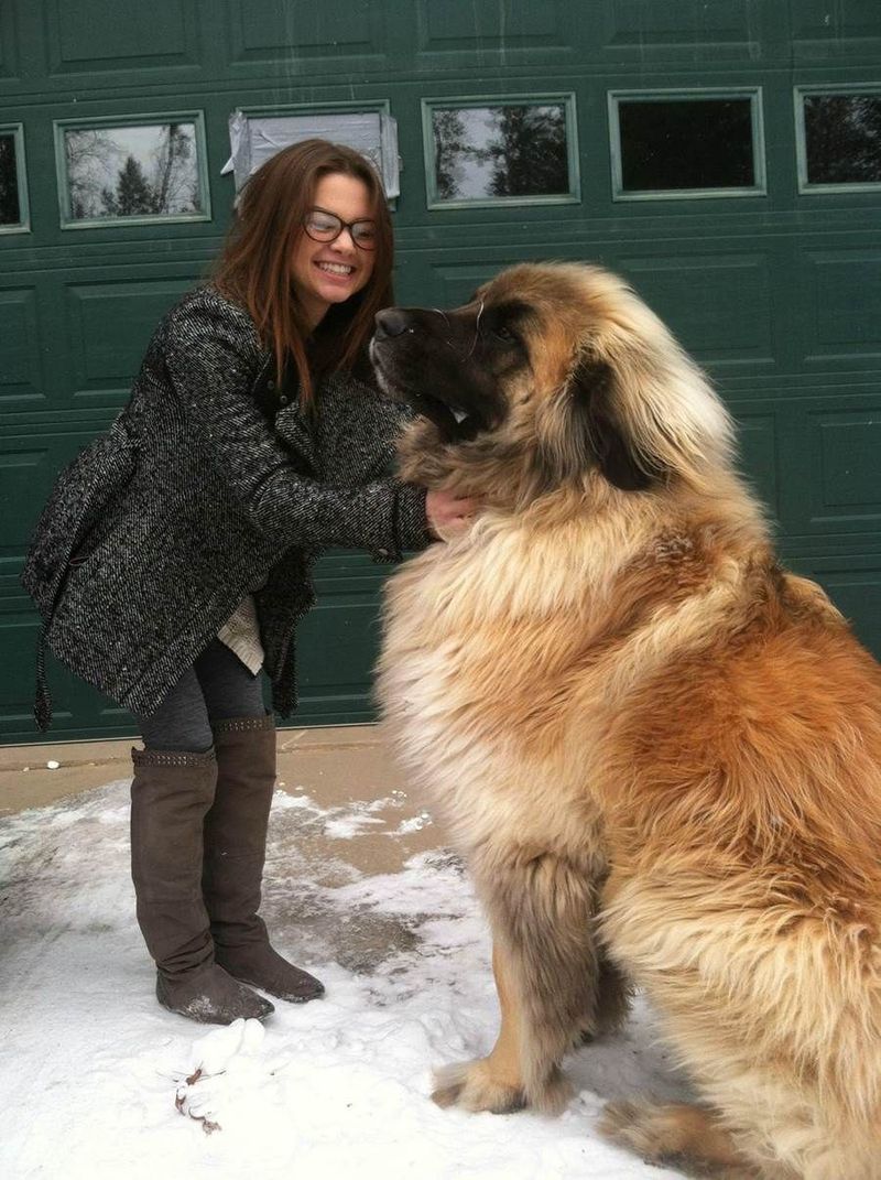 Leonberger