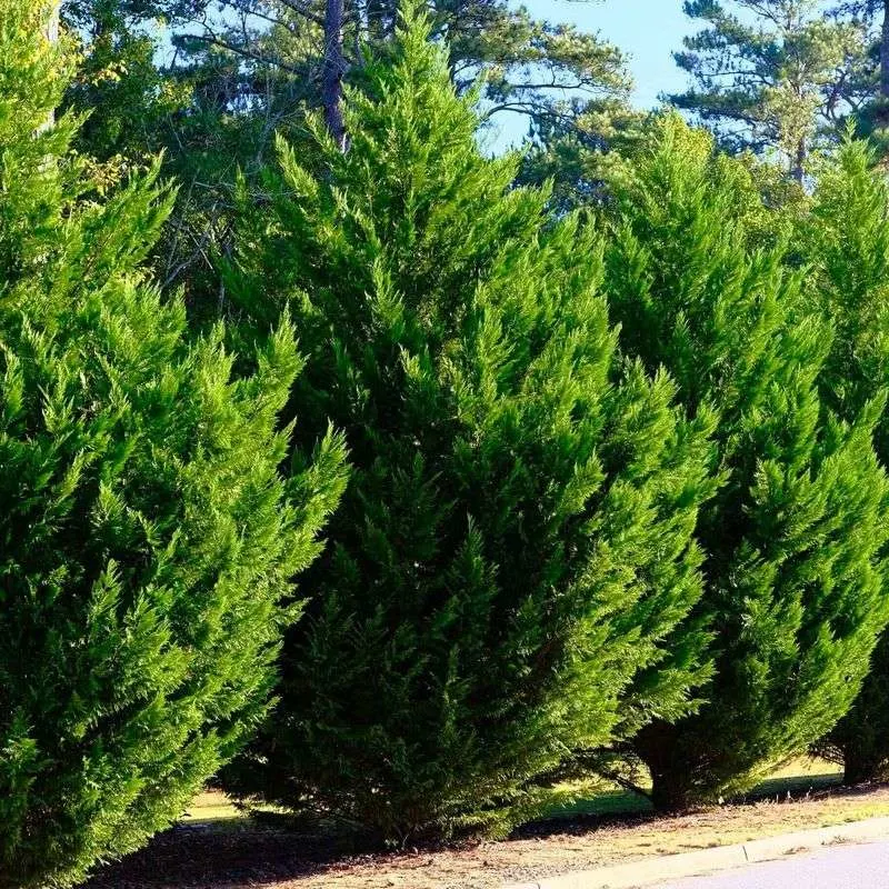 Leyland Cypress