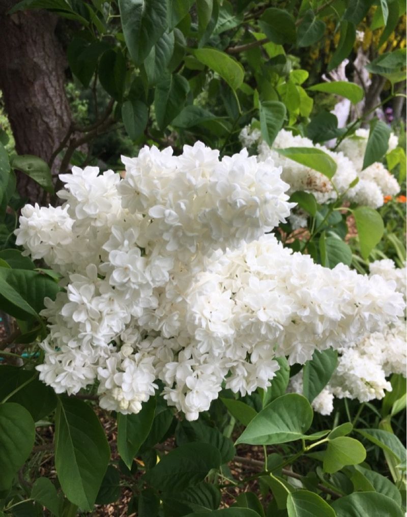 Lilac 'Madame Lemoine'