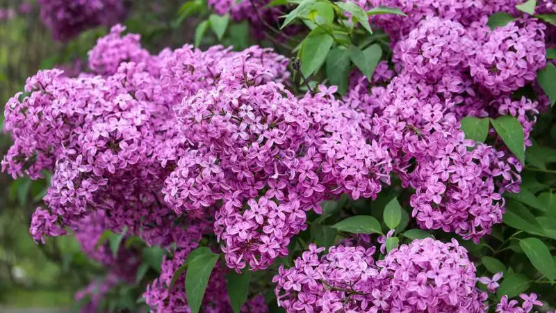 Lilac Bushes