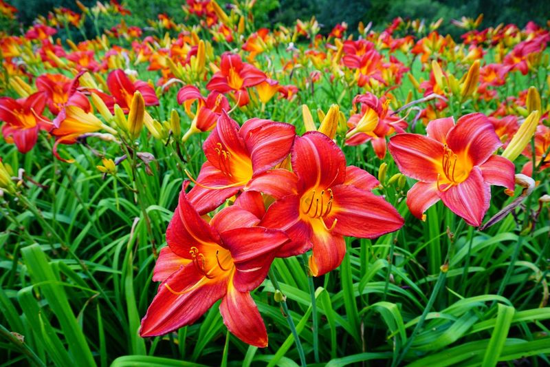 Lilac and Daylilies