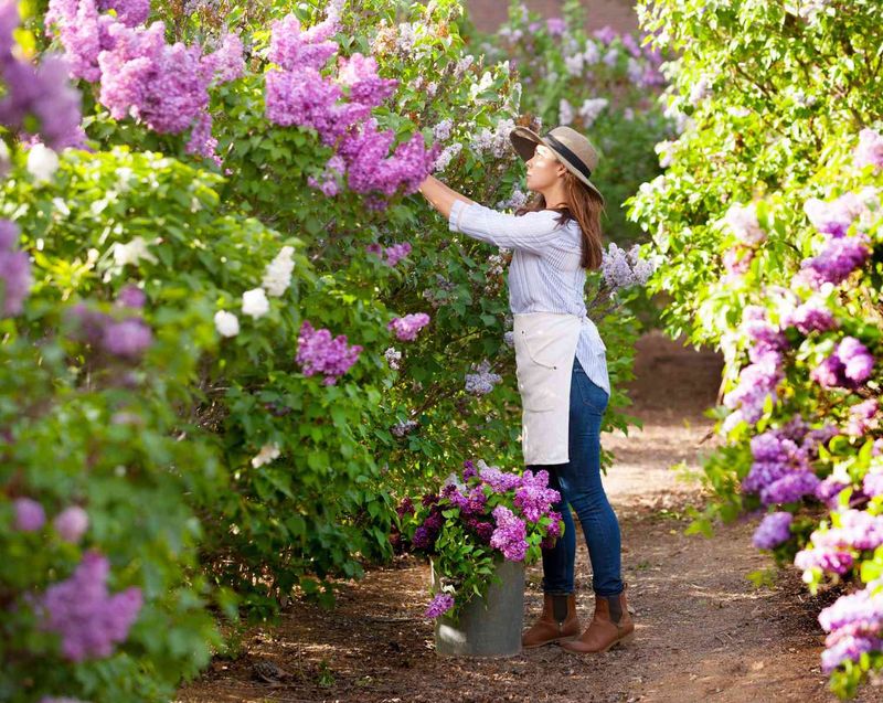 Lilacs