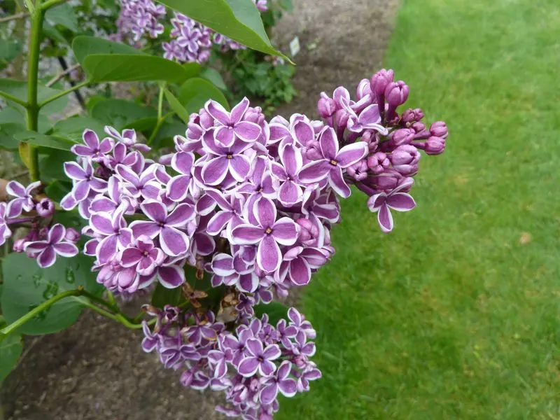 Lilacs