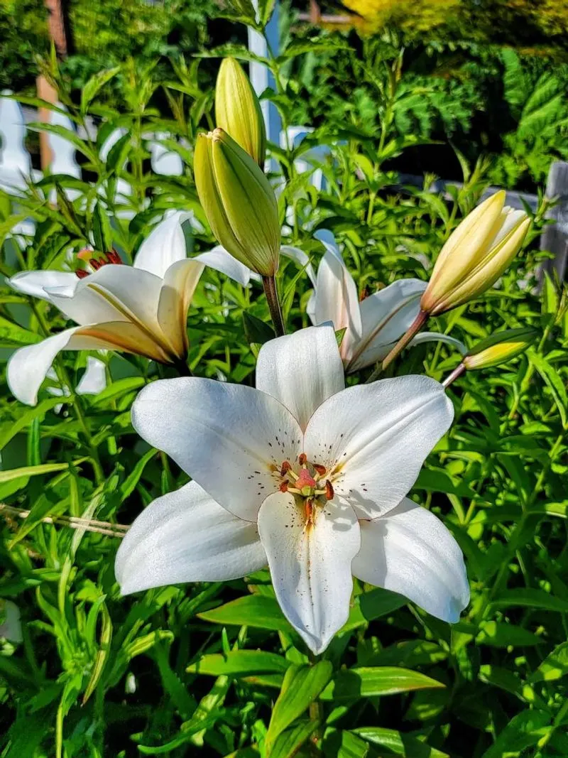 Lilies