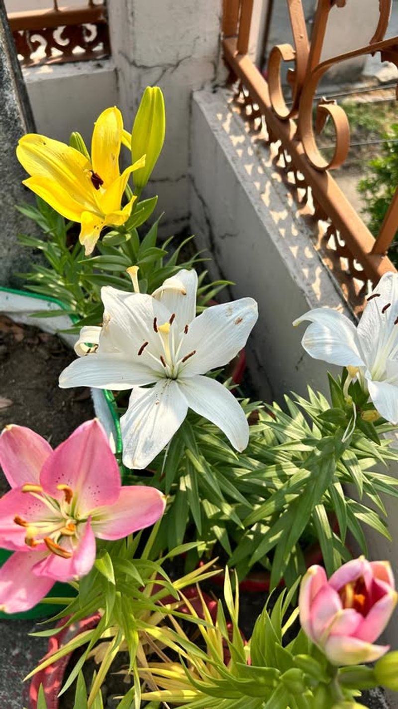 Lilies