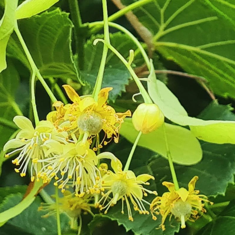 Linden Flowers