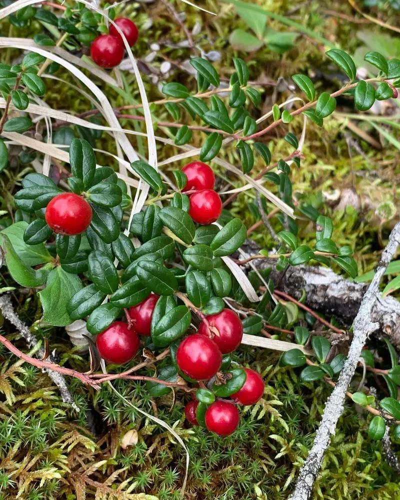 Lingonberries